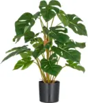 Split Philodendron