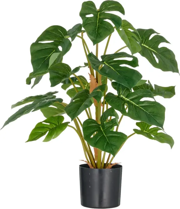 Split Philodendron
