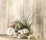 Tillandsien-Arrangement 73cm