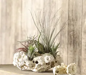 Tillandsien-Arrangement 73cm